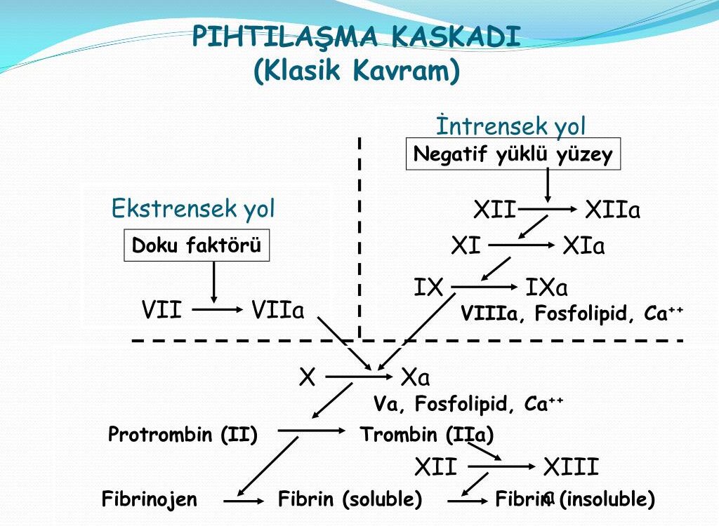 Pıhtılaşma mekanizmasına ne ad verilir?